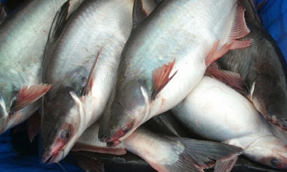 Dự báo sản lượng cá tra của Việt Nam sẽ giảm, tôm tăng trong quý III/2021