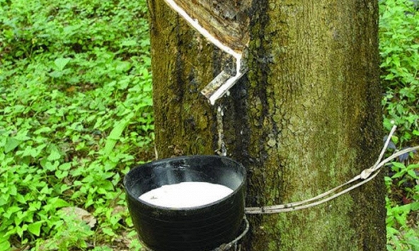 Giá cao su thiên nhiên có xu hướng tăng trong tháng 8