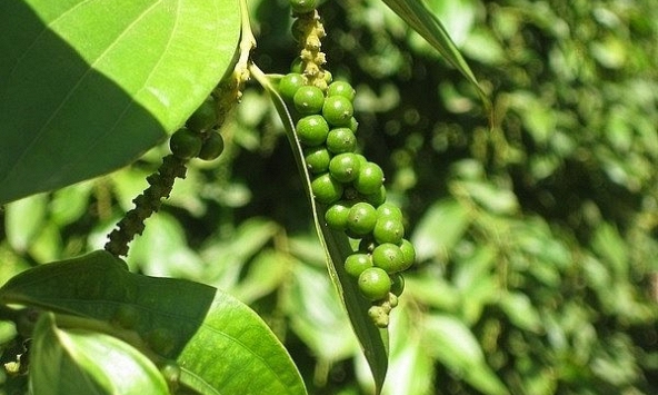 Xuất khẩu tiêu trắng Việt Nam đạt 17,33 triệu USD, tăng hơn 110% so với cùng kỳ năm 2020