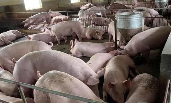 Giá heo hơi miền Nam có tăng khi Vissan được giết mổ lại?