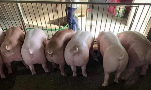 Giá heo hơi đi ngang khắp cả nước