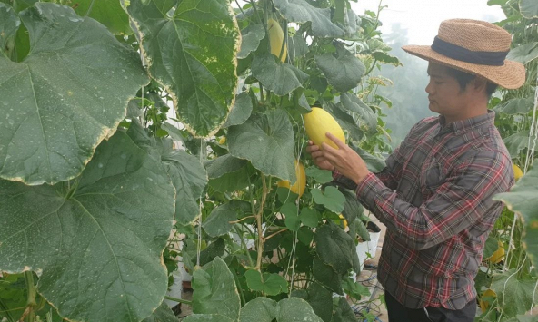 COVID-19 đè nặng lên lĩnh vực nông nghiệp, nông sản không có đầu ra