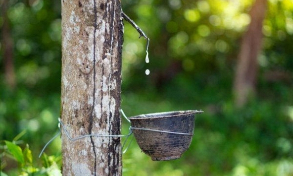 Giá cao su tiếp đà tăng