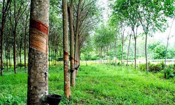 Giá cao su tăng nhẹ trên sàn châu Á