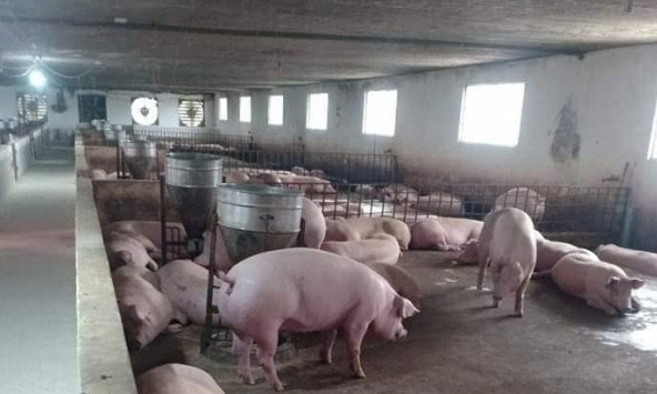 Người nuôi do dự 'bán hay giữ' trước tin giá heo hơi tăng