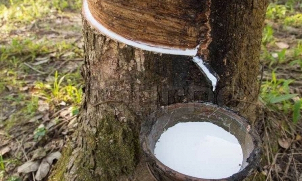 Thị trường cao su châu Á vẫn chưa có dấu hiệu khởi sắc