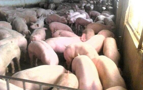 Giá heo hơi chưa tăng, giá thức ăn chăn nuôi liên tục lập đỉnh
