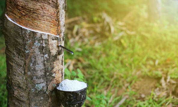 Giá cao su giảm mạnh trên sàn châu Á, đặc biệt là sàn Nhật Bản