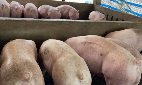 Cung cầu chưa thông suốt, giá heo hơi miền Nam khó tăng
