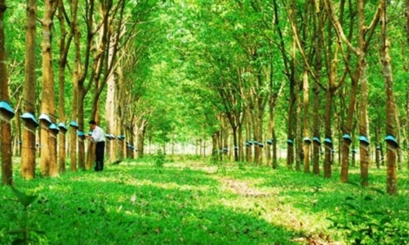 Thị trường cao su châu Á chìm trong sắc đỏ