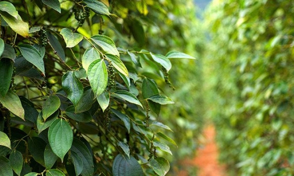 Giá tiêu không thể bức phá mốc 80.000 đồng/kg