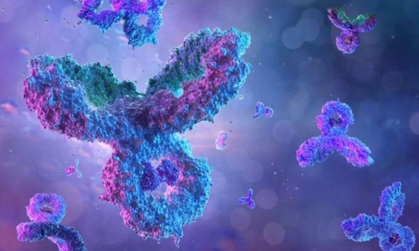 Phát hiện kháng thể chống lại nhiều biến chủng COVID-19