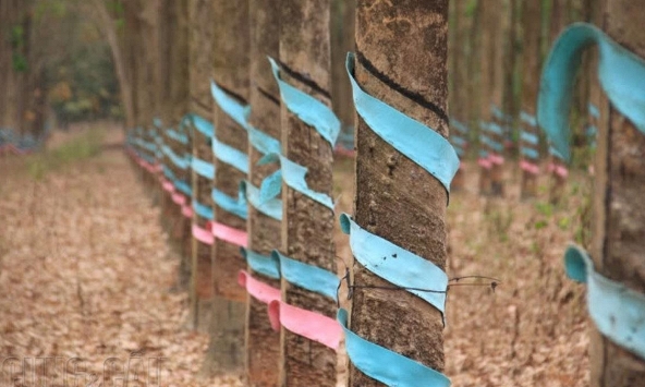 Bất chấp biến thể Delta, giá cao su trên sàn châu Á giữ đà tăng