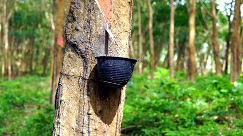 Dịch COVID-19 tiếp tục gây áp lực lên thị trường cao su