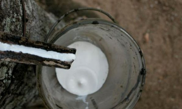 Xuất khẩu cao su Việt Nam giảm mạnh trong nửa đầu tháng 8