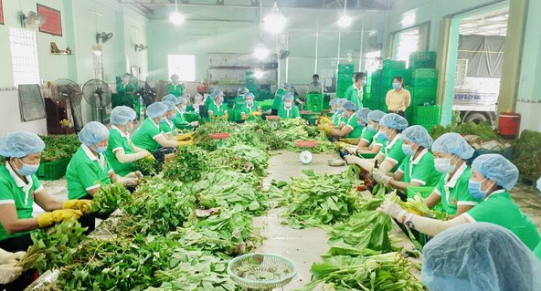 Nông sản giá rẻ cung ứng cho TPHCM lên đến 1.500 tấn mỗi tuần