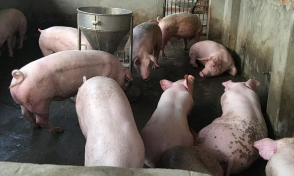 Giá heo hơi tiếp tục giảm