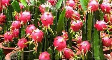 COVID-19 khiến xuất khẩu rau quả giảm 3 tháng liên tiếp