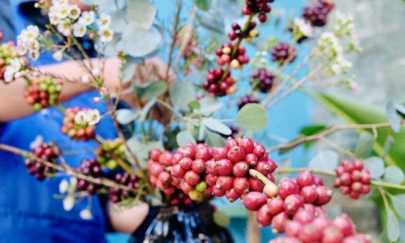 Giá cà phê thế giới tăng mạnh, giá robusta vượt mốc 2.000 USD/tấn