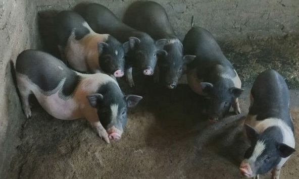 Giá heo hơi những ngày tới về sát mốc 50.000 đồng/kg