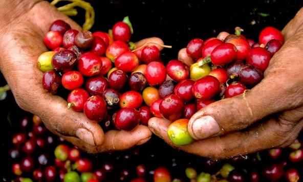 Giá cà phê trong nước đi ngang