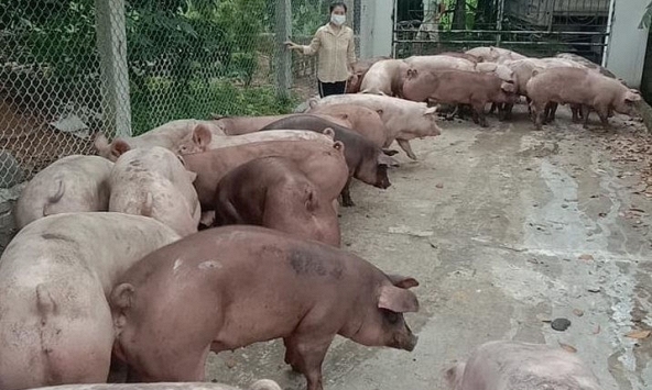 Người nuôi lo giá heo hơi xuống dưới 50.000 đồng/kg