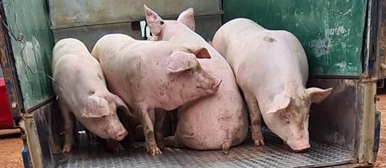 Giá heo hơi miền Nam chững lại, miền Bắc giảm thêm