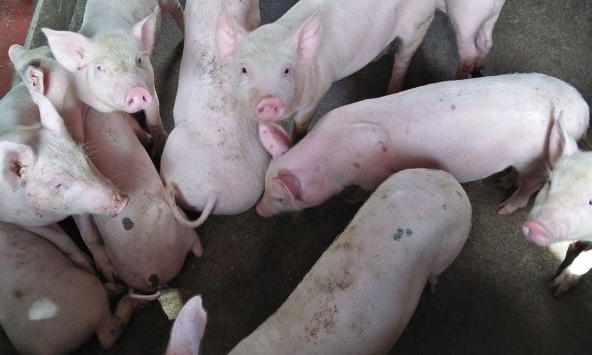 Người nuôi chưa hết lo heo hơi rớt giá, lại thêm dịch tả quay trở lại