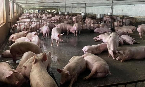 Giá heo hơi miền Bắc, miền Nam tiếp tục giảm thêm