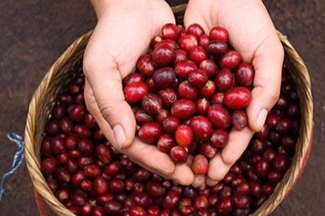 Tuần qua, giá cà phê trong nước tăng trung bình 100 đồng/kg