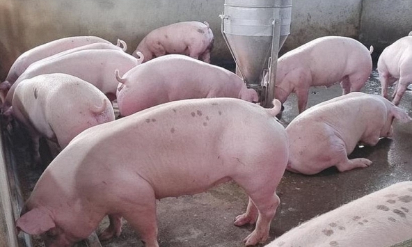 Giá heo hơi những ngày tới tiếp tục giảm, sẽ xuống dưới 45.000 đồng/kg?