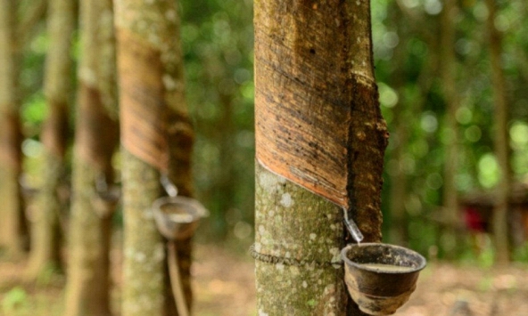 Giá cao su ổn định trên sàn châu Á 