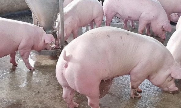 Giá heo hơi chững lại sau khi một số địa phương nới lỏng giãn cách xã hội