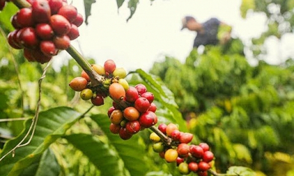 Giá cà phê robusta vượt mức 2.100 USD/tấn, cao nhất 4 năm qua