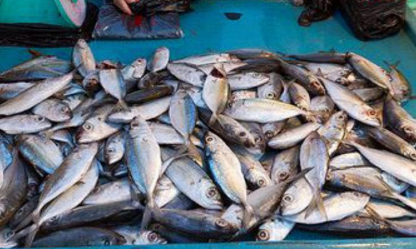 COVID-19 khiến xuất khẩu thủy sản tháng 8/2021 giảm mạnh