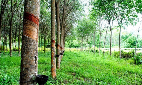 Giá cao su trên sàn Nhật Bản giảm mạnh, sàn Trung Quốc đi ngang