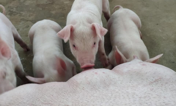 Giá heo hơi miền Bắc tiếp tục giảm