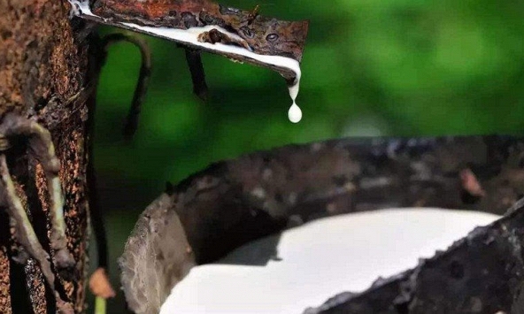 Giá cao su Nhật Bản xuống mức thấp nhất trong gần 1 năm qua