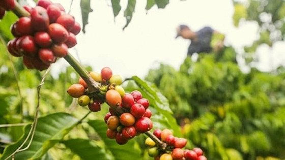 Anh giảm nhập khẩu cà phê từ Việt Nam
