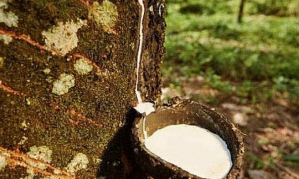 Giá cao su giảm sâu trên sàn Nhật Bản