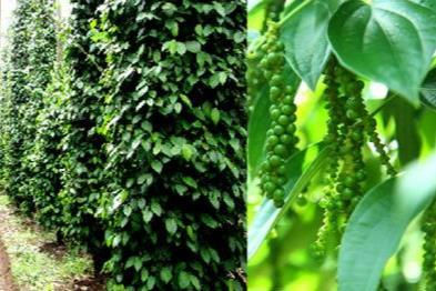 Giá tiêu tăng chạm ngưỡng 80.000 đồng/kg