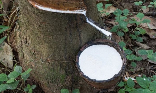 Biến thể Delta tiếp tục gây áp lực lên thị trường cao su