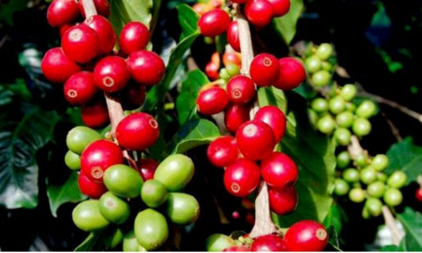 Giá cà phê trong nước đang ở mức cao nhất trong 4 năm