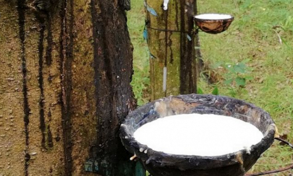 Nhu cầu nhập cao su từ Việt Nam của Ấn Độ đang rất lớn
