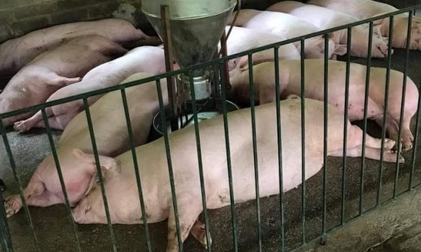 Giá heo hơi đồng loạt 'đi ngang'