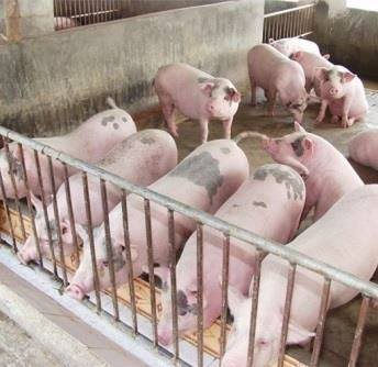 Giá heo hơi bất ngờ tăng 