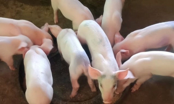 Giá heo hơi có thể tăng sau khi các địa phương nới lỏng giãn cách