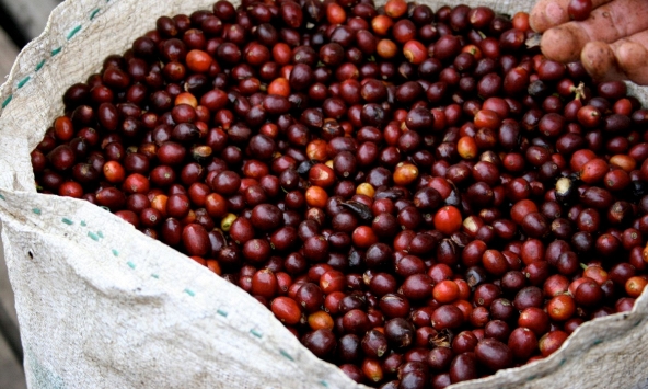 Giá cà phê trong nước tiến sát mốc 40.000 đồng/kg