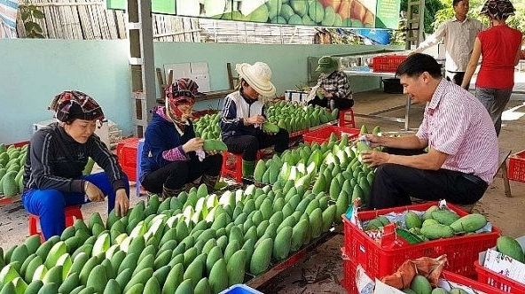 Kim ngạch xuất khẩu rau quả thấp nhất trong 1 năm qua