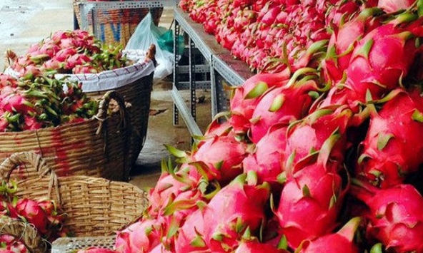 Trung Quốc bất ngờ dừng nhập thanh long từ Việt Nam qua cửa khẩu Quảng Ninh